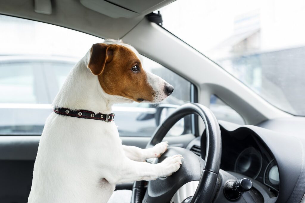 transportar pet dentro do carro