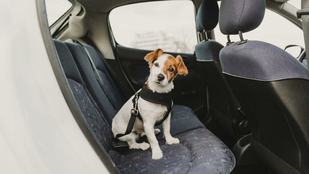 Cão sentado no banco traseiro de um veículo usando um cinto de segurança.